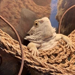 Meet your Posher, Gordon